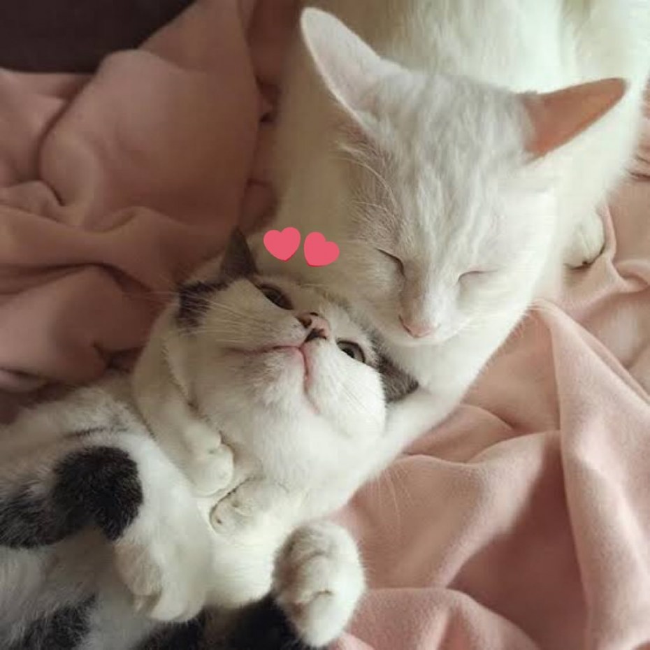 Милые котики пара