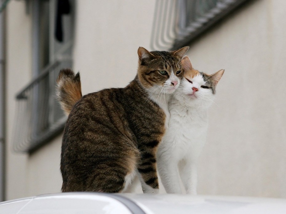 Влюбленная кошка