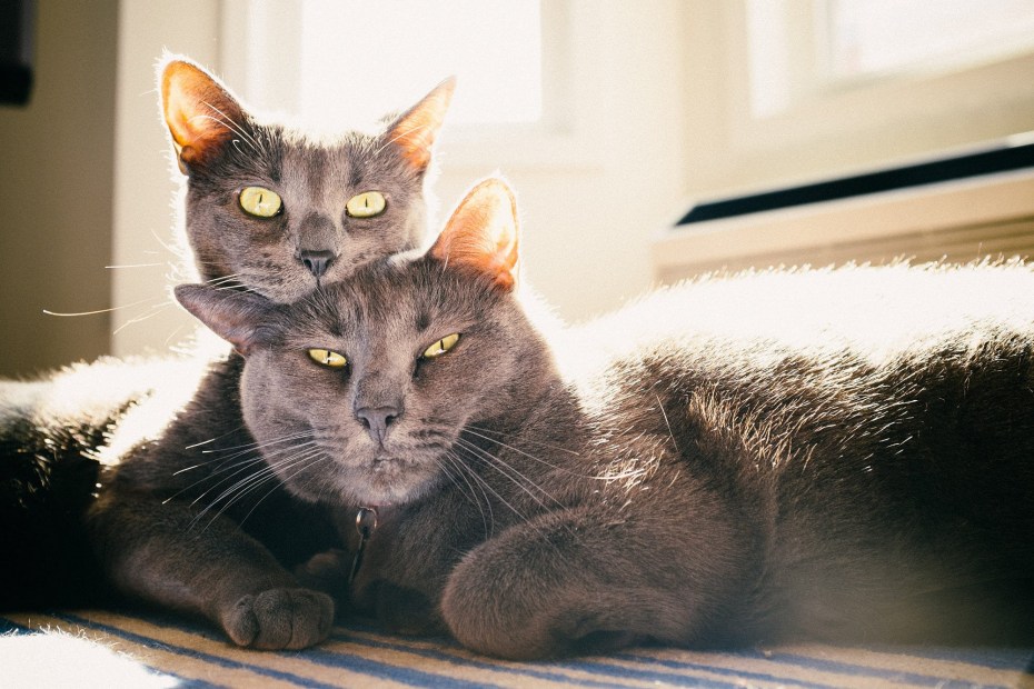 Парные коты