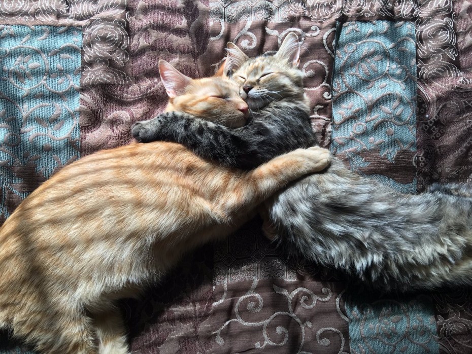 Картины кошки обнимаются