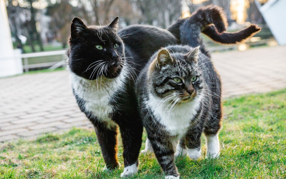 Кошачья пара