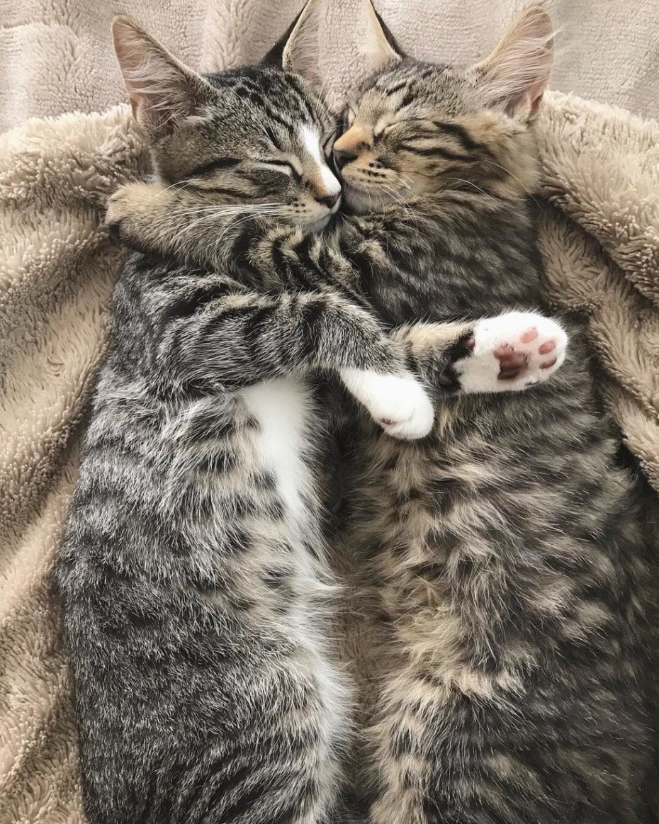 Котики вместе