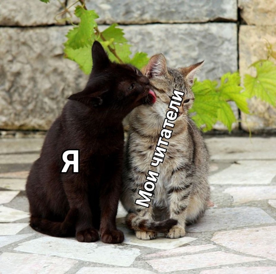 Два котика