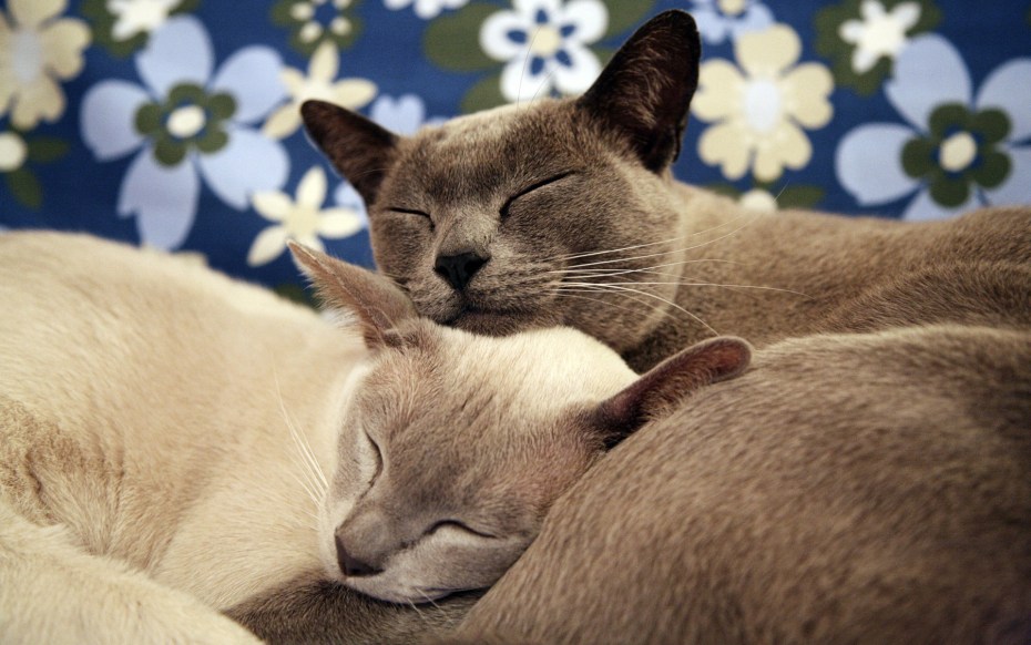 Кошки любовь