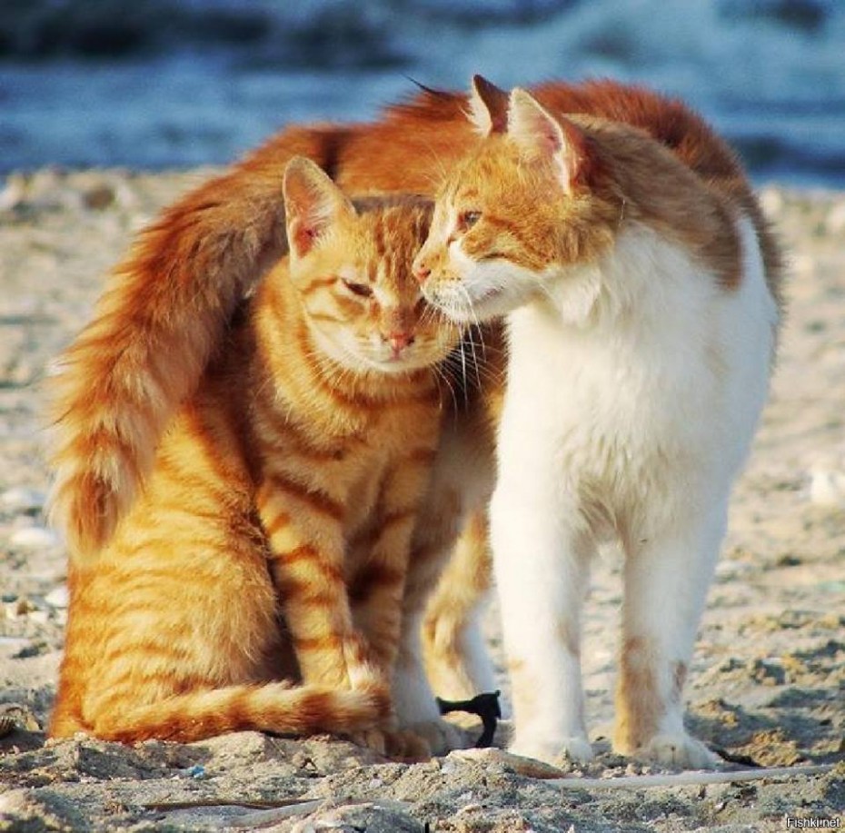 Кошки любовь