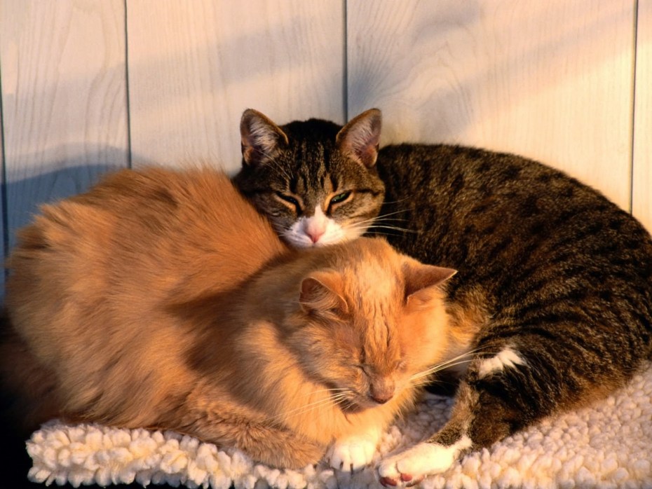 Кошка с котятами