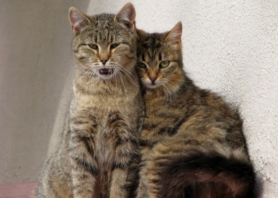 Смешные пары котов