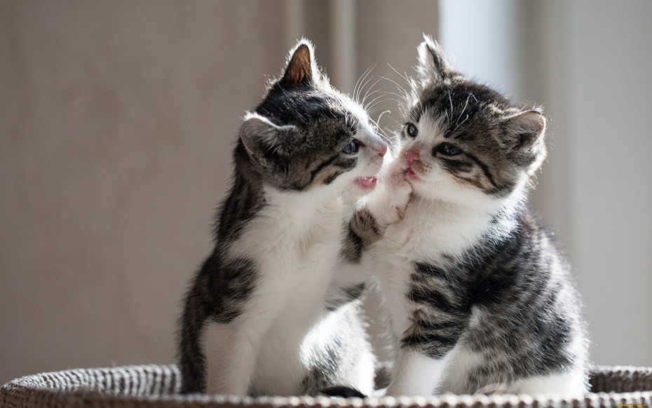 Влюбленные кошки