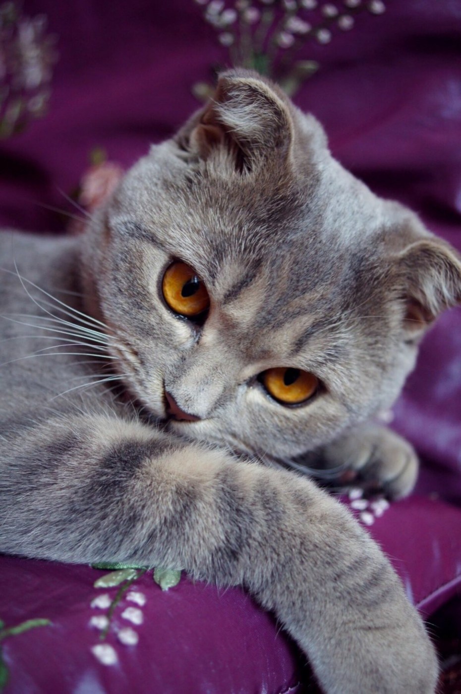 Милые коты