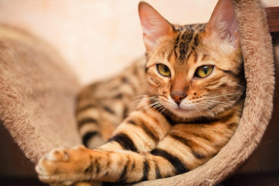 Бенгальский кот полосатый
