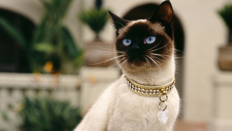 Сиамская кошка