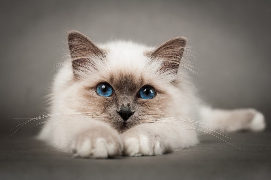Красивые котики