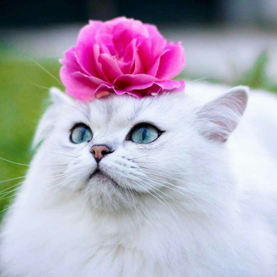 Котик с розой
