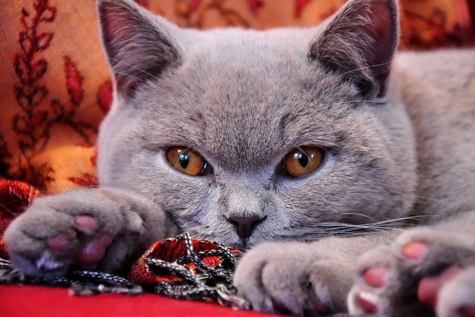 Алмазная живопись Королевский британец