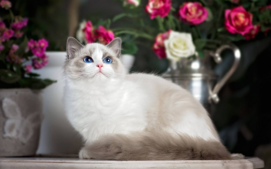 Кошка Рэгдолл голубоглазый