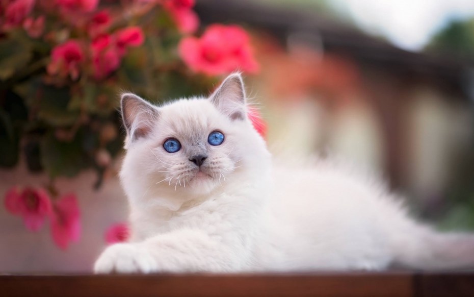 Котик с голубыми глазами