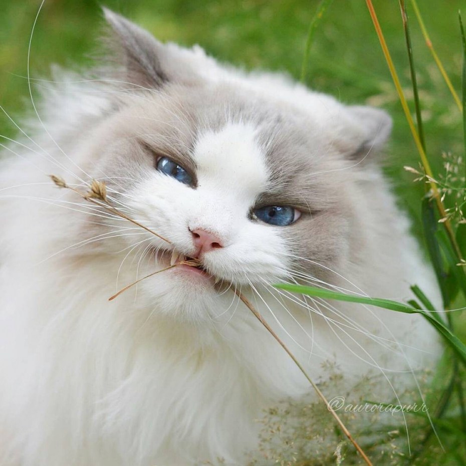 Кошка Аврора Рэгдолл