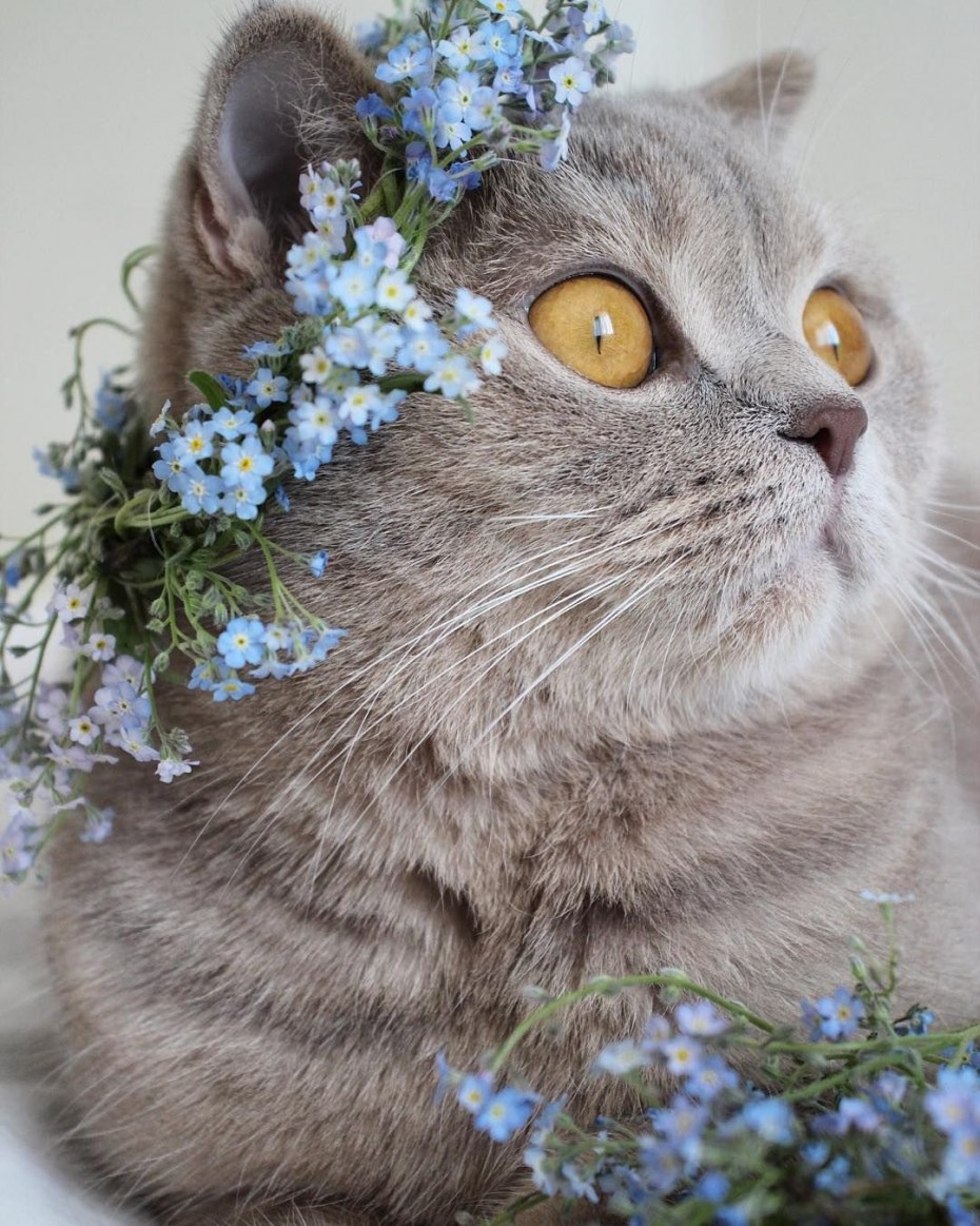 Кот в венке