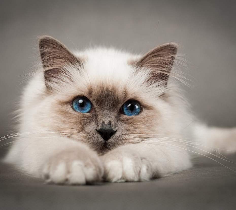 Красивые кошки