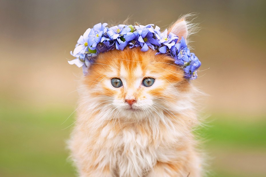 Красивые котята