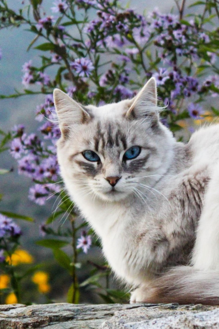 Красивые коты