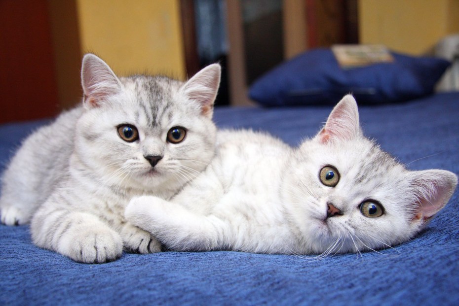 Кошечки фото