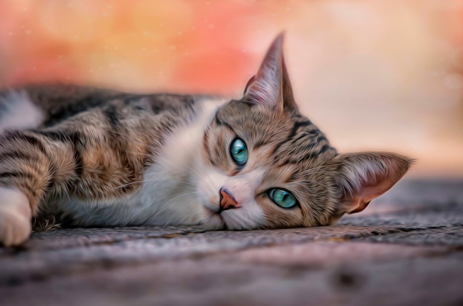 Красивый кот