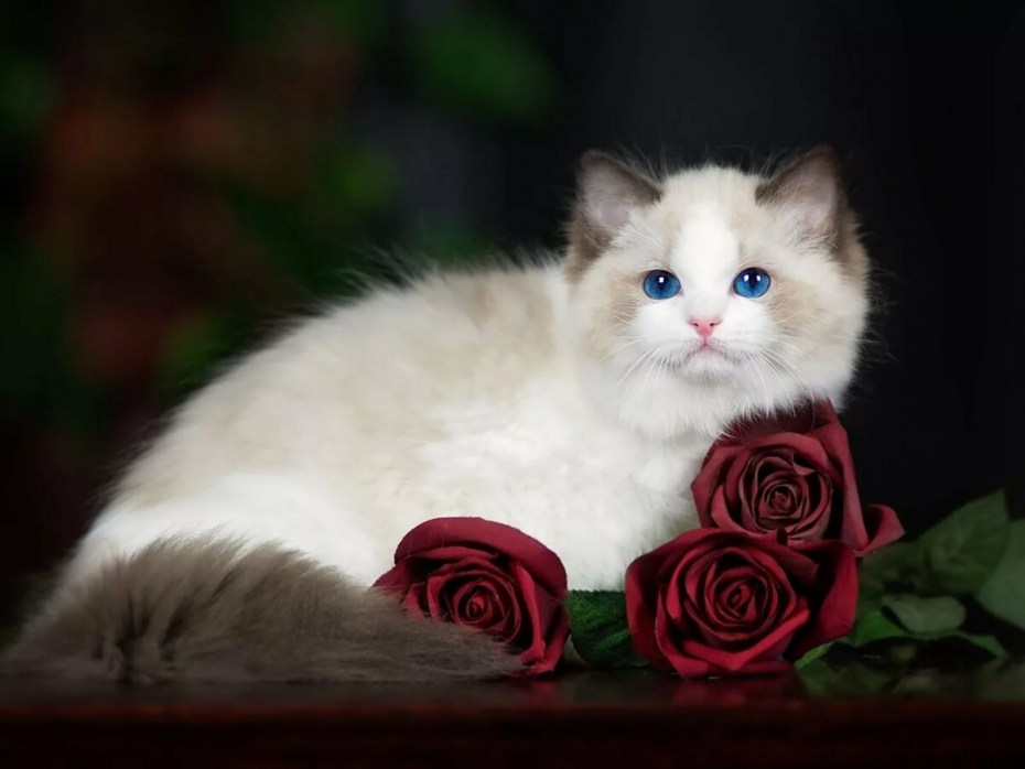 Котенок с цветами
