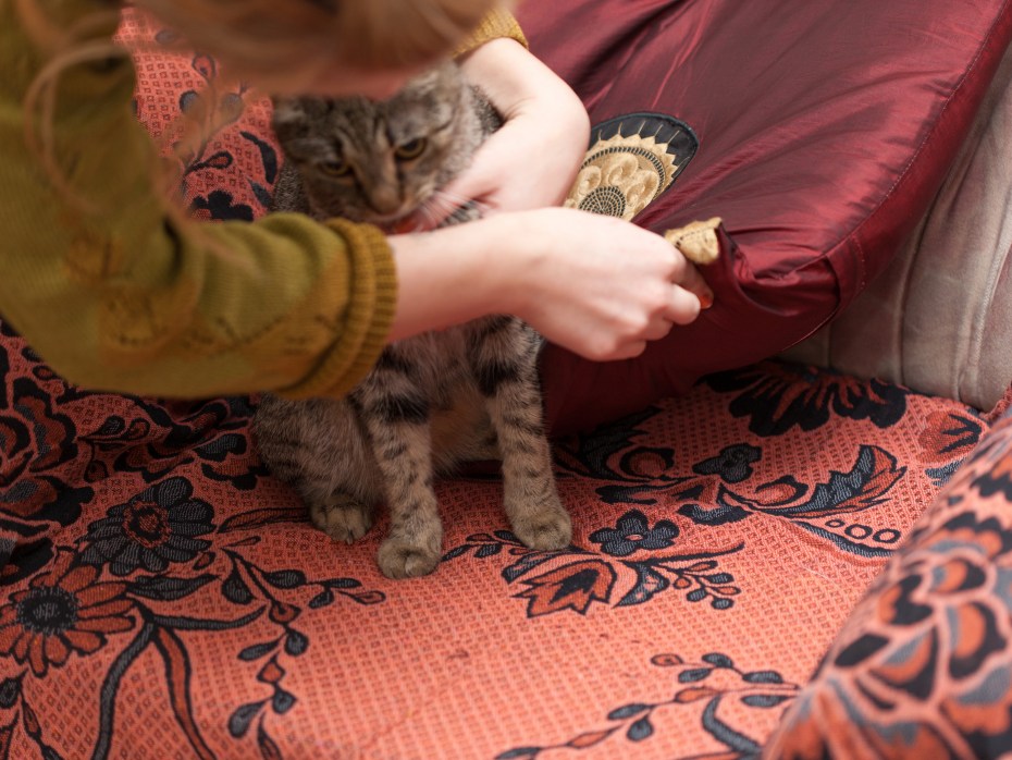 Проглистогонить котенка