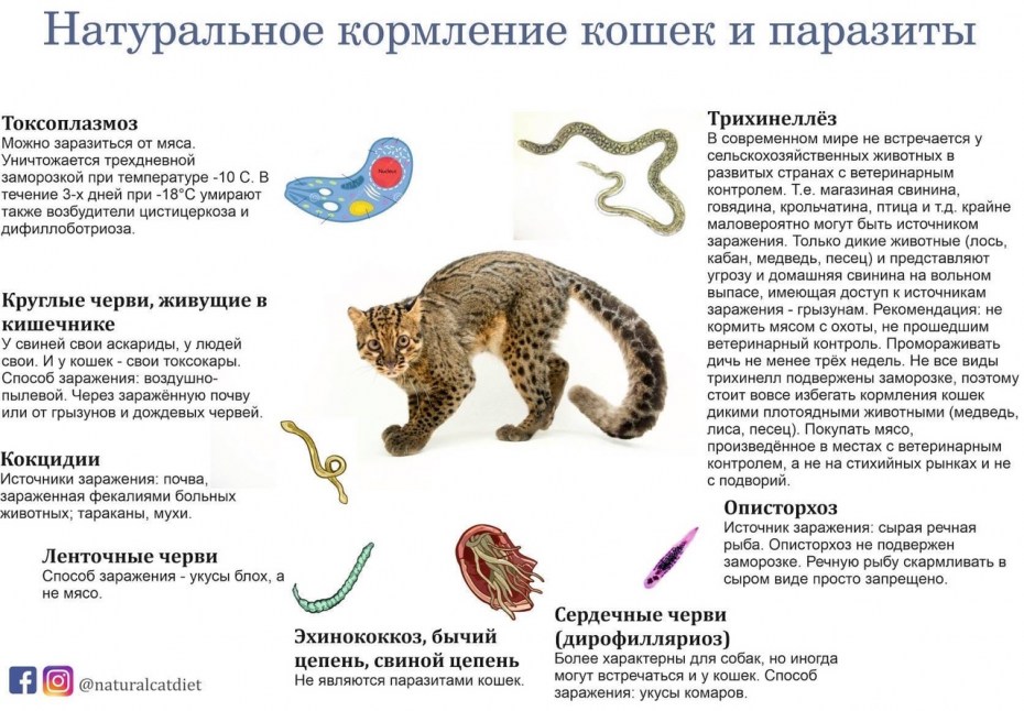 Плохая кошка
