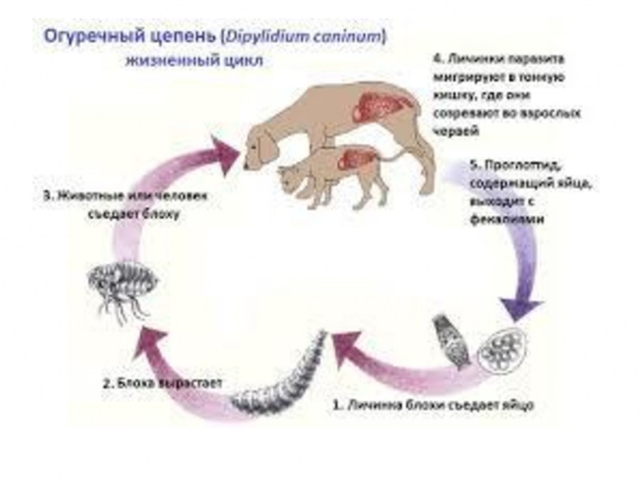 Пероральное Введение животным