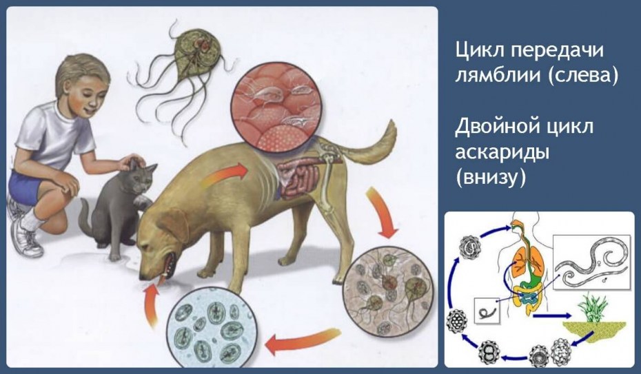 Празител суспензия для котят