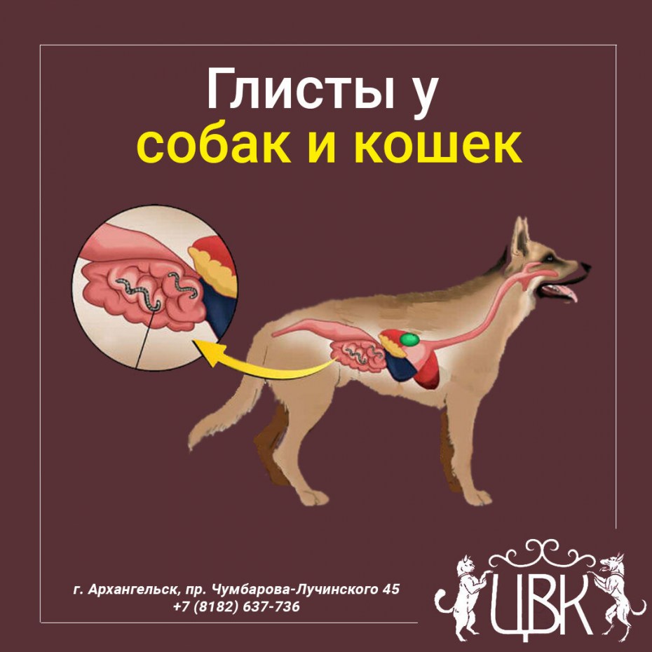 Паразиты у кошек анкилостома