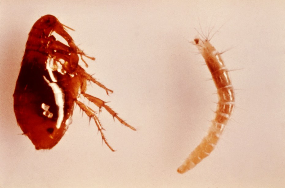 Nematodirus filicollis
