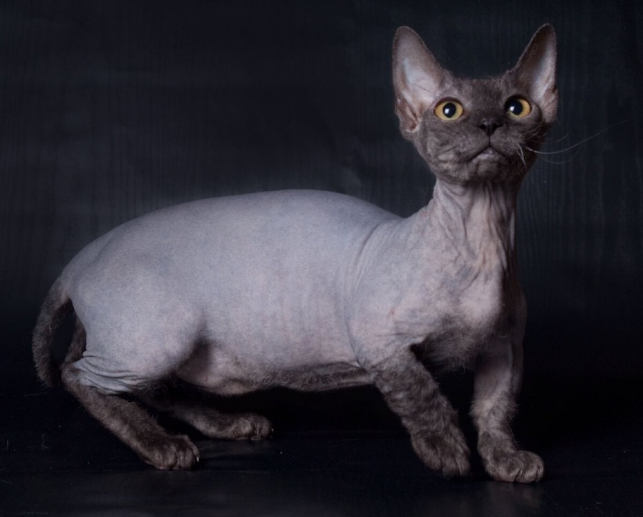 Сфинкс Минскин