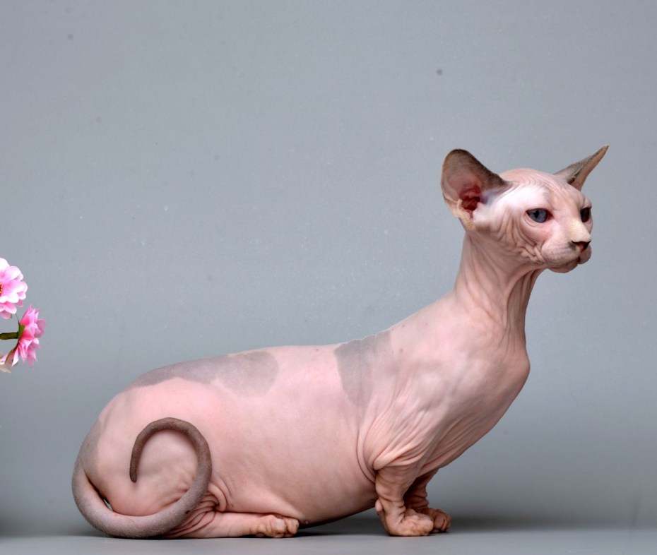 Сфинкс кошка