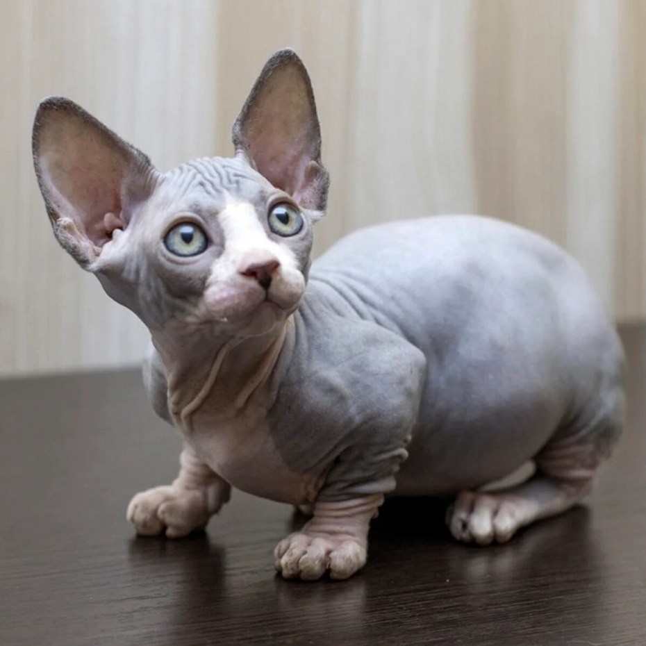 Кошки сфинксы Бамбино