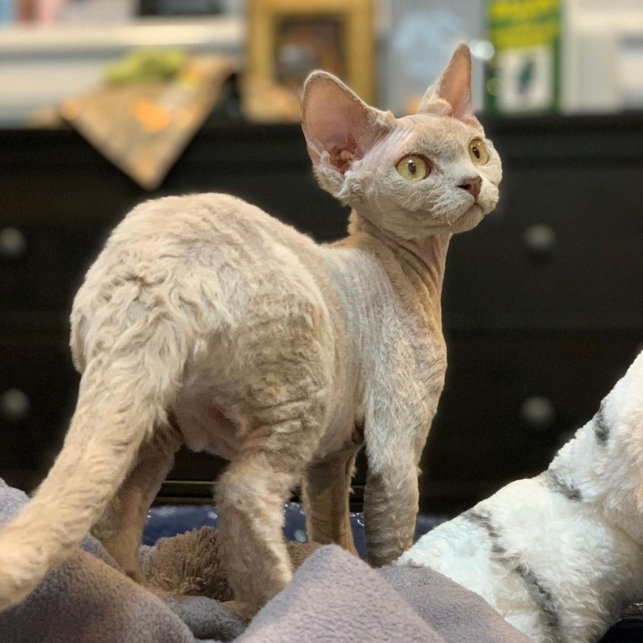 Минскин кот