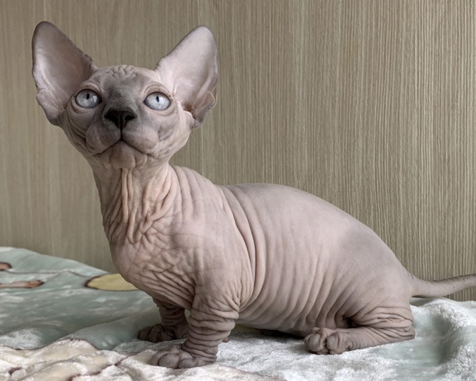 Котята Бамбино