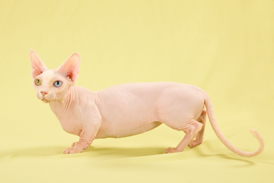 Кошки сфинксы Бамбино