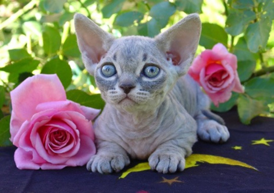 Коты сфинксы с цветами