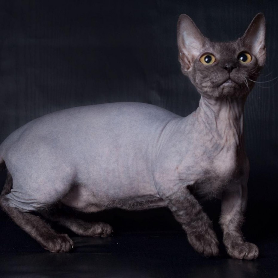 Минскин лысая кошка