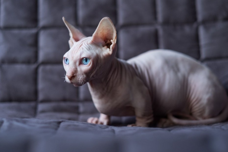Бамбино кошка