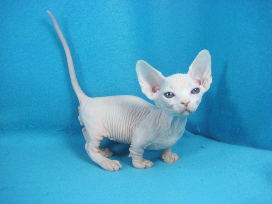 Кошки сфинксы Бамбино