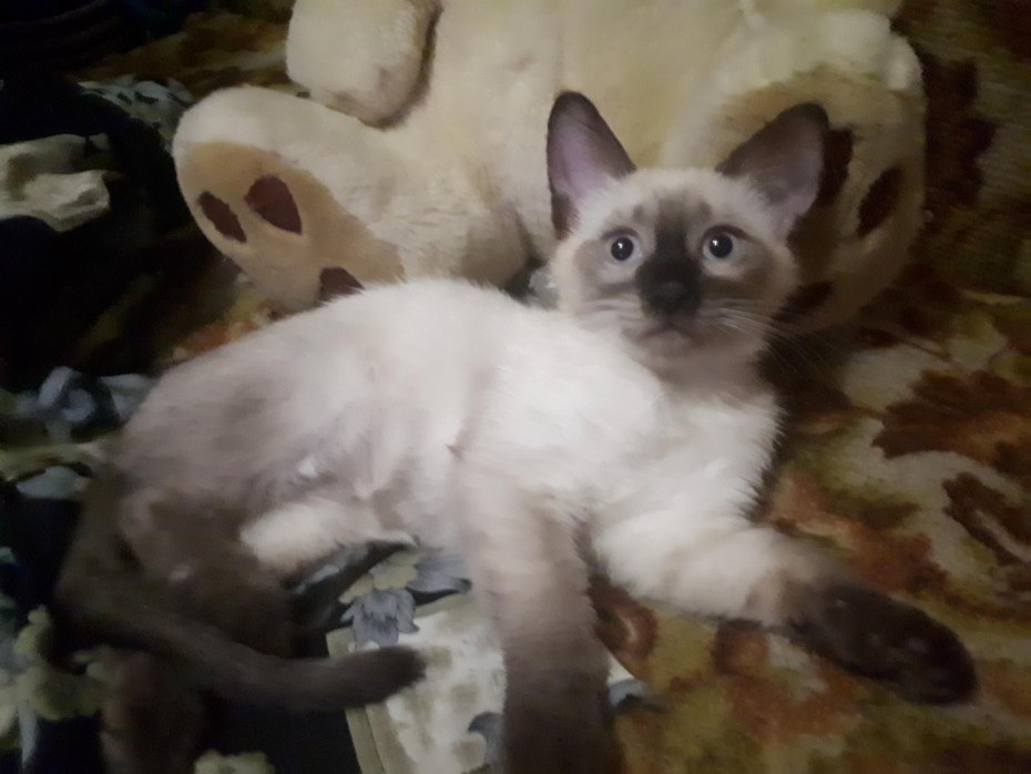Родина сиамских кошек