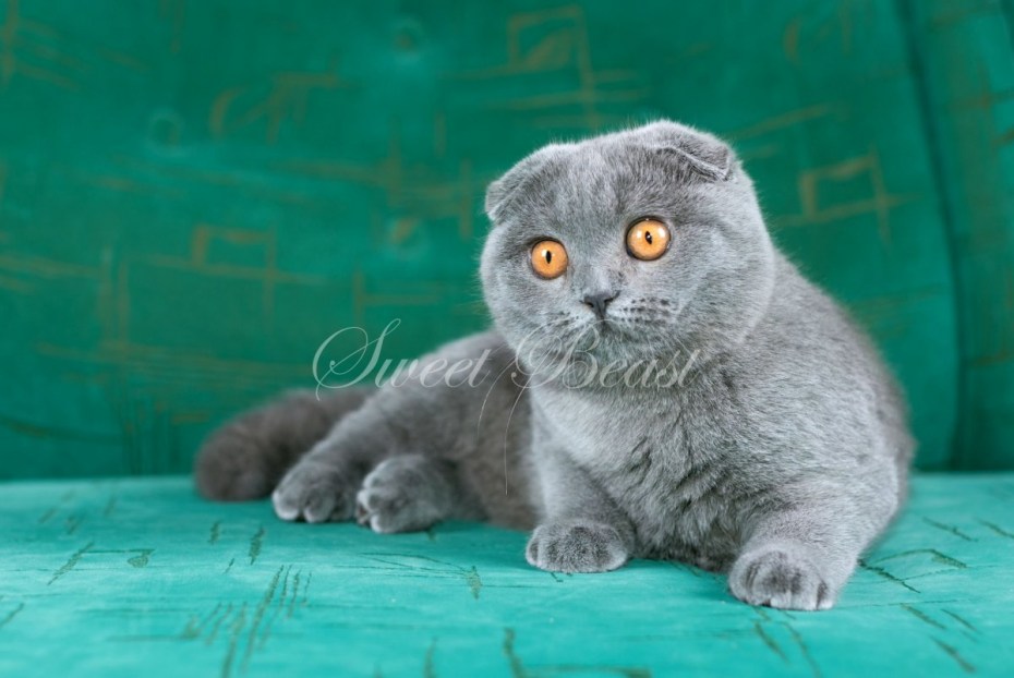 Скоттиш-фолд Шотландская вислоухая