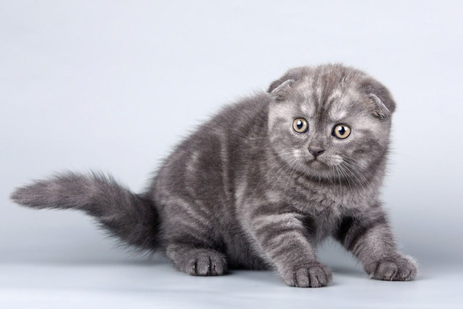 Британская вислоухая кошка