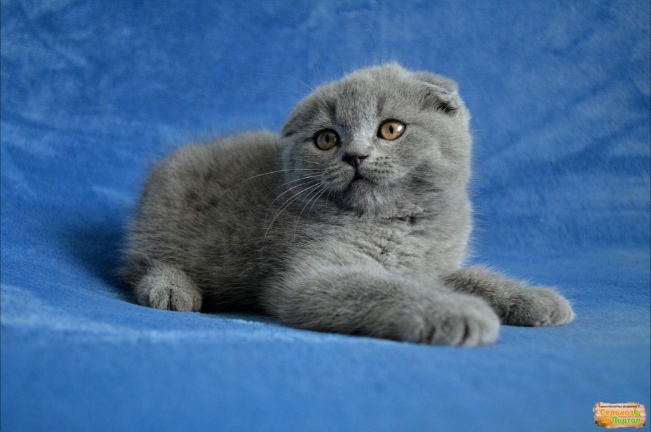 Британская вислоухая кошка