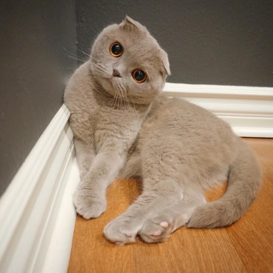Скоттиш фолд чемпион мира