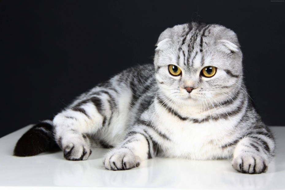 Кошка скоттиш фолд